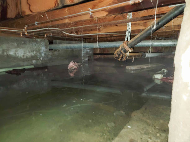 Best Mold removal after water damage  in Ironde, AL